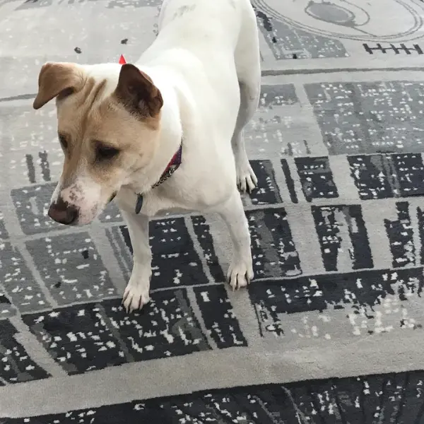 Tapis sur mesure noué à la main inspiré de l'Étoile de la Mort de Star Wars