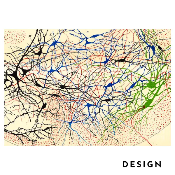 Dessin nerveux original de Ramon y Cajal qui a inspiré la conception d'un tapis unique et fait à la main sur mesure.